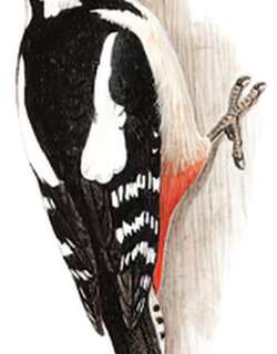 大斑啄木鸟 / Great Spotted Woodpecker / Dendrocopos major