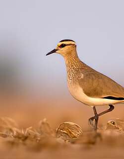 黄颊麦鸡 / Sociable Lapwing / Vanellus gregarius