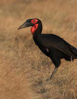红脸地犀鸟 / Southern Ground Hornbill / Bucorvus leadbeateri