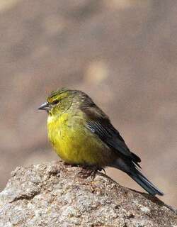 德拉丝雀 / Drakensberg Siskin / Crithagra symonsi