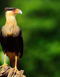 巨隼 / Northern Crested Caracara / Caracara cheriway