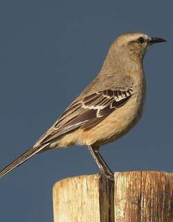 南美小嘲鸫 / Patagonian Mockingbird / Mimus patagonicus