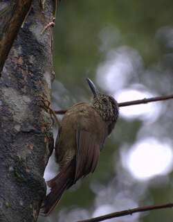 南美䴕雀 / Planalto Woodcreeper / Dendrocolaptes platyrostris