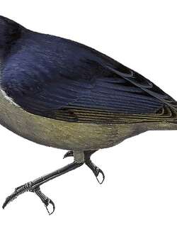 黑啄果鸟 / Black Berrypecker / Melanocharis nigra