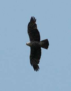 艾氏隼雕 / Ayres’s Hawk-Eagle / Hieraaetus ayresii