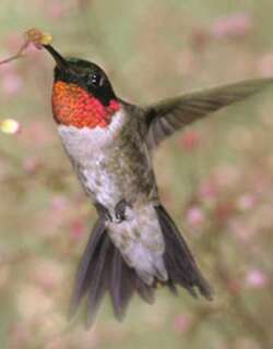 红喉北蜂鸟 / Ruby-throated Hummingbird / Archilochus colubris