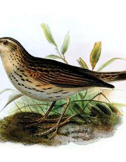 帕拉鹨 / Paramo Pipit / Anthus bogotensis