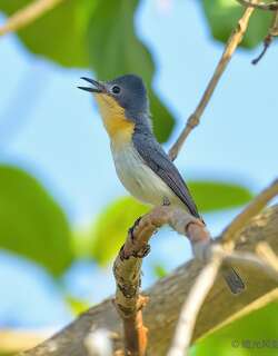 棕颈阔嘴鹟 / Broad-billed Flycatcher / Myiagra ruficollis
