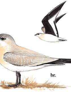 灰燕鸻 / Small Pratincole / Glareola lactea