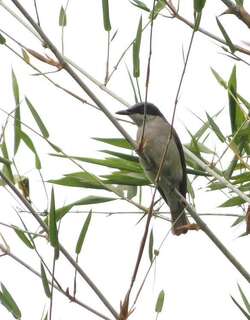 马拉巴尔林鵙 / Malabar Woodshrike / Tephrodornis sylvicola