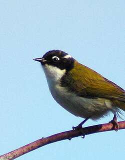 天鹅河抚蜜鸟 / Gilbert’s Honeyeater / Melithreptus chloropsis