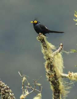 阿波王掠鸟 / Apo Myna / Basilornis mirandus