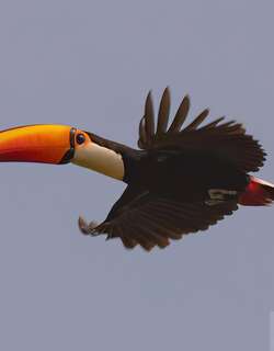 巨嘴鸟 / Toco Toucan / Ramphastos toco