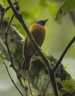 蓝额仙鹟 / Blue-fronted Blue Flycatcher / Cyornis hoevelli