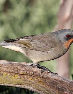 吉氏啸鹟 / Gilbert’s Whistler / Pachycephala inornata