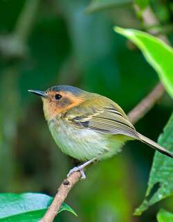 赭脸哑霸鹟 / Ochre-faced Tody-Flycatcher / Poecilotriccus plumbeiceps