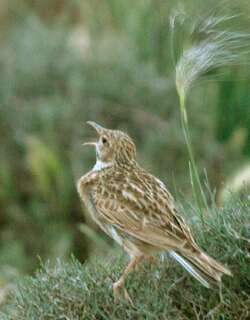 杜氏百灵 / Dupont’s Lark / Chersophilus duponti