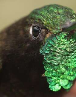 佩里辉尾蜂鸟 / Perija Metaltail / Metallura iracunda