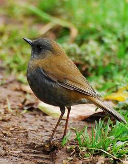 黑嘴夜鸫 / Black-billed Nightingale-Thrush / Catharus gracilirostris