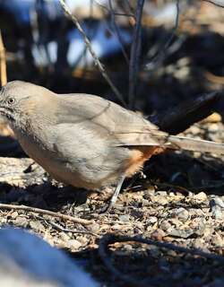 栗臀弯嘴嘲鸫 / Crissal Thrasher / Toxostoma crissale