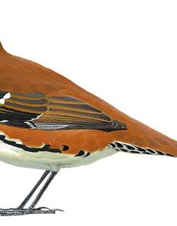 西鹑鸫 / Western Quail-thrush / Cinclosoma marginatum
