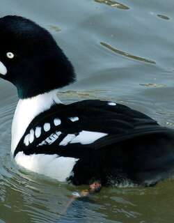 巴氏鹊鸭 / Barrow’s Goldeneye / Bucephala islandica