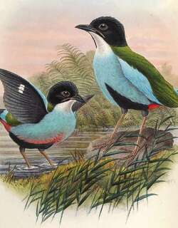 蓝胸八色鸫 / Azure-breasted Pitta / Pitta steerii