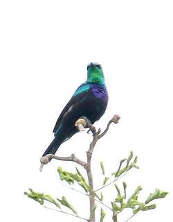 察武花蜜鸟 / Tsavo Sunbird / Cinnyris tsavoensis