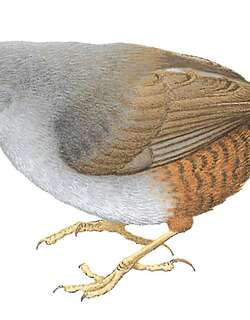 安卡什窜鸟 / Ancash Tapaculo / Scytalopus affinis