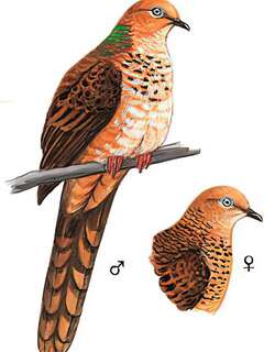 小鹃鸠 / Little Cuckoo-Dove / Macropygia ruficeps