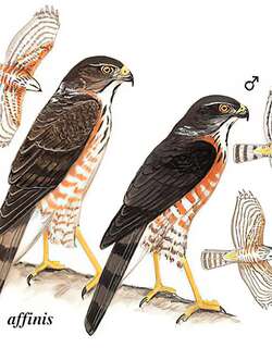 松雀鹰 / Besra / Accipiter virgatus