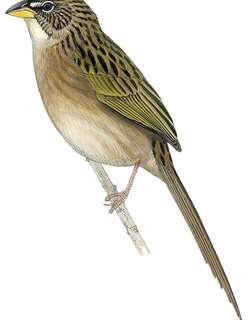 山楔尾草鹀 / Duida Grass Finch / Emberizoides duidae
