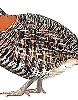 高原山鹑 / Tibetan Partridge / Perdix hodgsoniae