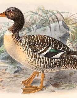 花纹鸭 / Salvadori’s Teal / Salvadorina waigiuensis