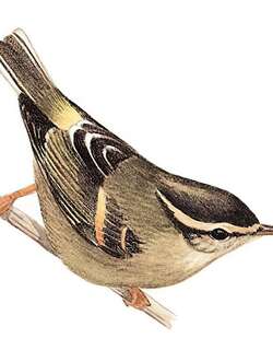 橙斑翅柳莺 / Buff-barred Warbler / Phylloscopus pulcher