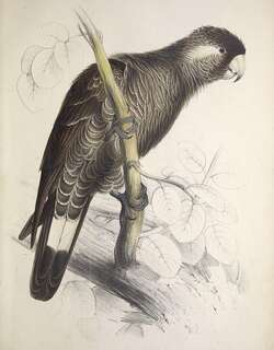 长嘴黑凤头鹦鹉 / Baudin’s Black Cockatoo / Zanda baudinii