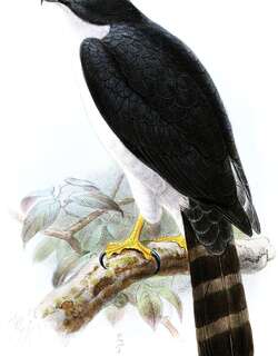 灰腹鹰 / Grey-bellied Hawk / Accipiter poliogaster