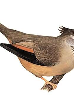 纹喉凤鹛 / Stripe-throated Yuhina / Yuhina gularis
