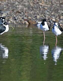 黑颈长脚鹬 / Black-necked Stilt / Himantopus mexicanus