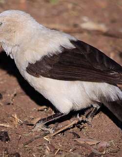 斑鸫鹛 / Southern Pied Babbler / Turdoides bicolor