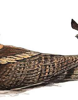 毛腿耳夜鹰 / Great Eared Nightjar / Lyncornis macrotis