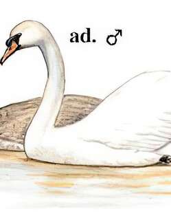 疣鼻天鹅 / Mute Swan / Cygnus olor