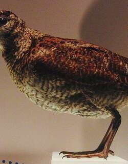 琉球丘鹬 / Amami Woodcock / Scolopax mira