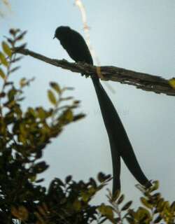 公主长尾风鸟 / Princess Stephanie’s Astrapia / Astrapia stephaniae