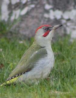伊比利亚绿啄木鸟 / Iberian Green Woodpecker / Picus sharpei