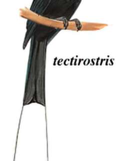 小盘尾 / Lesser Racket-tailed Drongo / Dicrurus remifer