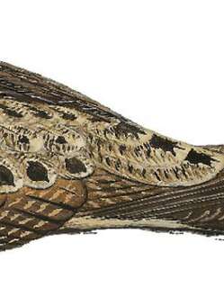 马来毛腿夜鹰 / Malaysian Eared Nightjar / Lyncornis temminckii