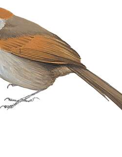 银喉针尾雀 / Silvery-throated Spinetail / Synallaxis subpudica