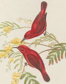 红摄蜜鸟 / Red Myzomela / Myzomela cruentata