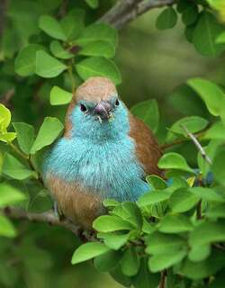 安哥拉蓝饰雀 / Blue Waxbill / Uraeginthus angolensis